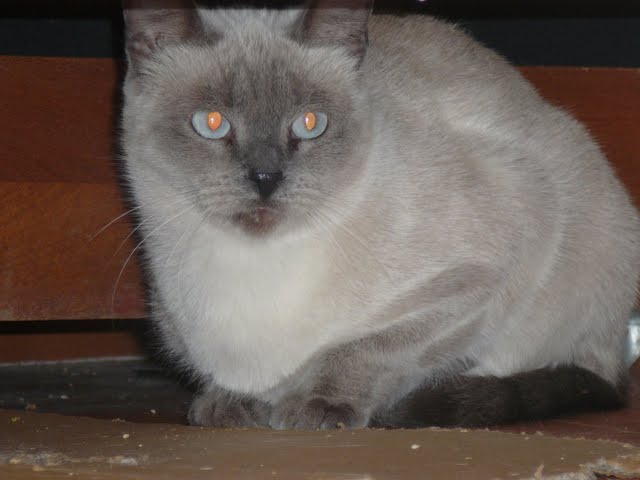 Maya
