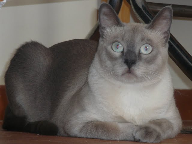 Rama